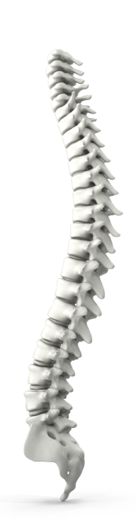 Spine Model